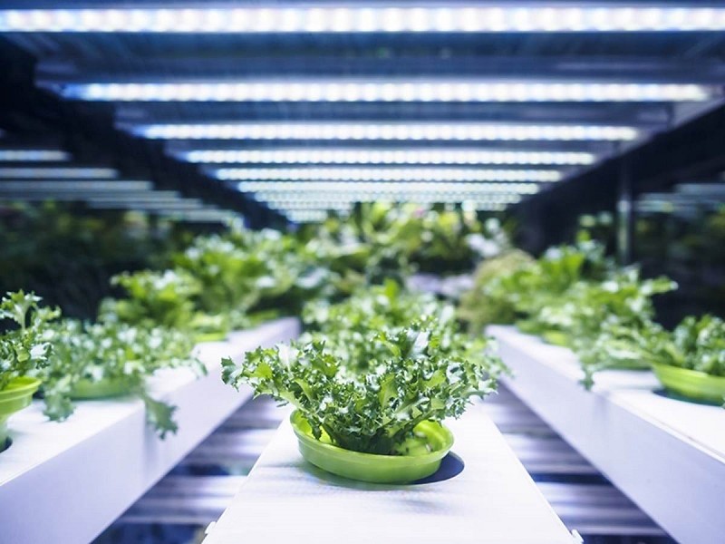 針對用在室內農場之設備的全新安全標準持續問世，植物照明設備安全標準UL 8800是其中之一的新標準。(source:UL)