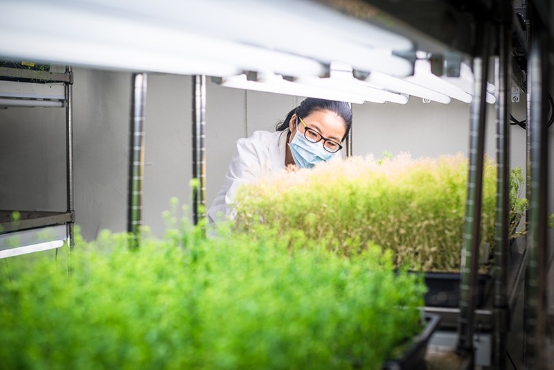 植物照明系統通常配有基礎的電氣設備，以優化植物的成長。(source:UL)